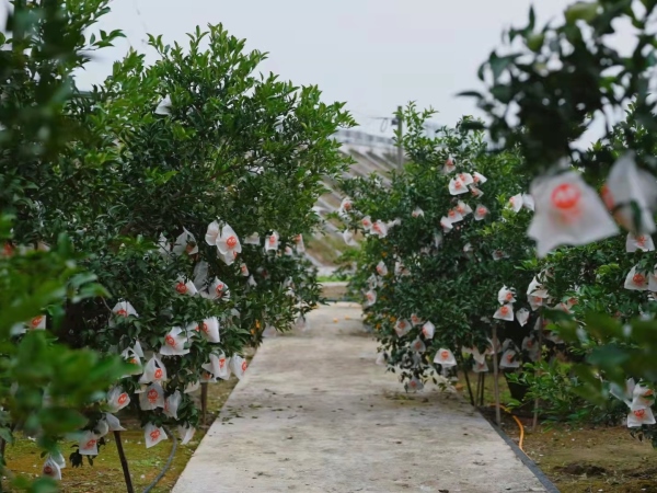 樂(lè )山太平鎮美滋欣生態(tài)農場(chǎng)柑橘基地